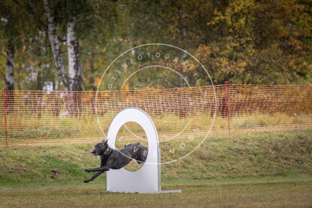 Pfotenfotografie_DV3A1442 | Hundefotografie, Tierfotograf, Pfotenfotografie, Fotoshooting Hund, Hunde Portrait, Hundesport, Hundeportraits, Heideshooting, Hunde, Sportfotograf, Hundefotograf, Turnierhundsport, THS,  - Realisiert mit Pictrs.com