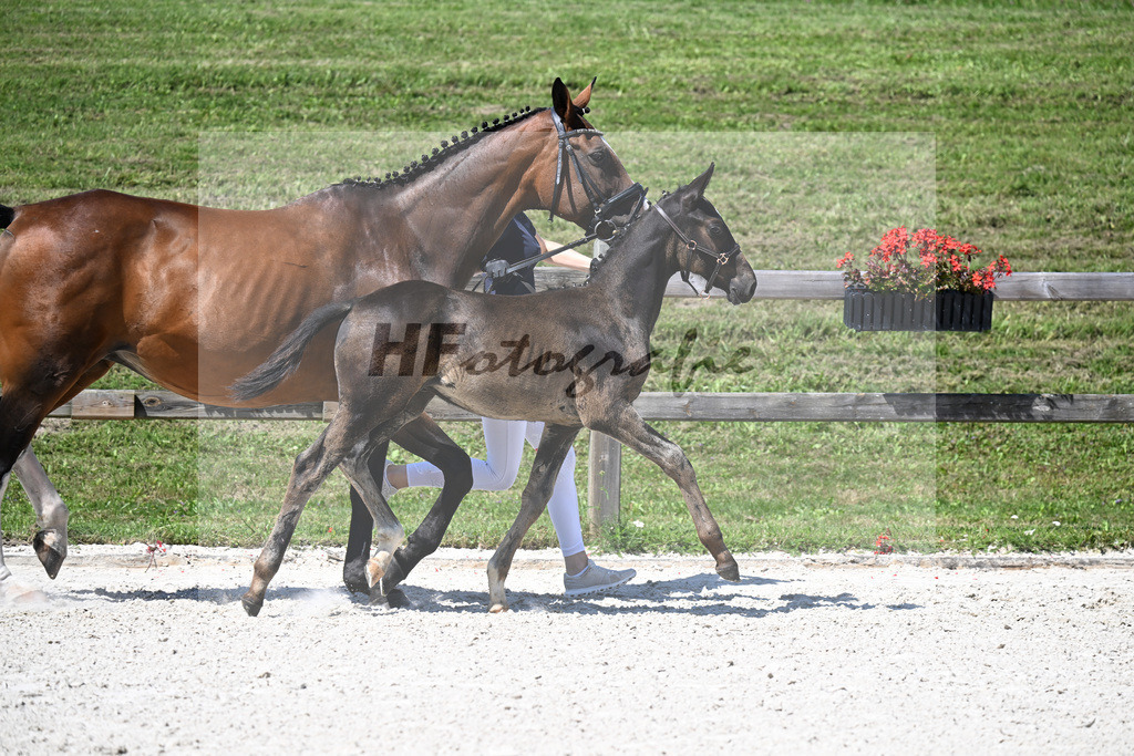 Kat-Nr. 26 Rotgold x Pilotek_SF_Fischer_24250295 | hf-fotografie - Realisiert mit Pictrs.com