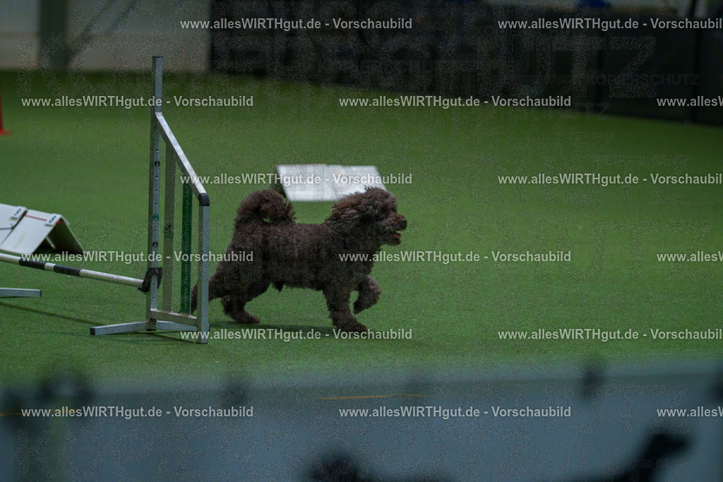 7R503523 | Professionelle Tierfotografie in Mönchengladbach von Daniel Wirth (allesWIRTHgut). Liebevolle & natürliche Bilder von Hunden & Katzen für unvergessliche Erinnerungen.