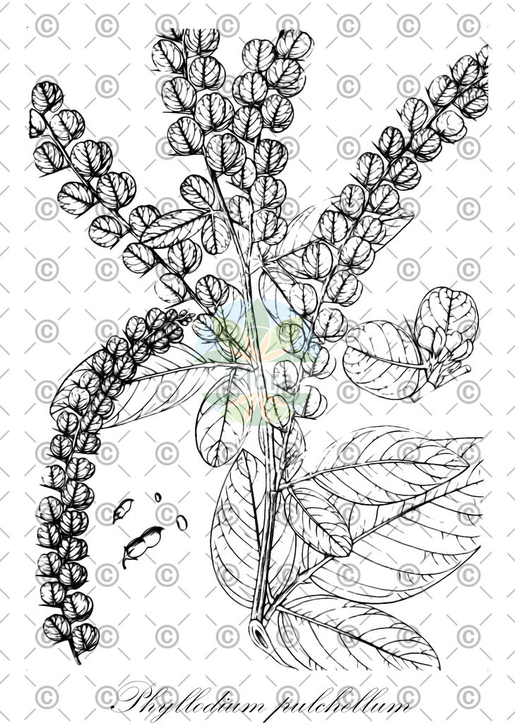 HistAbb_wfo-0000395875_2_ENZY_Simple | Historische Abbildung von Phyllodium pulchellum - Fabaceae | Historical Illustration of Phyllodium pulchellum - Fabaceae