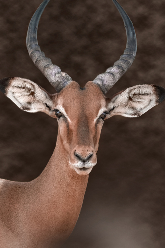 Impala Porträt (Studio Look) | Kenia | Premium-Wandbild von justsomewhere.com: Ein charakterstarkes Porträt eines männlichen Impalas vor einem strukturierten, warmen Hintergrund in erdigen Brauntönen, der die eleganten Konturen des Tieres harmonisch hervorhebt. - Realisiert mit Pictrs.com
