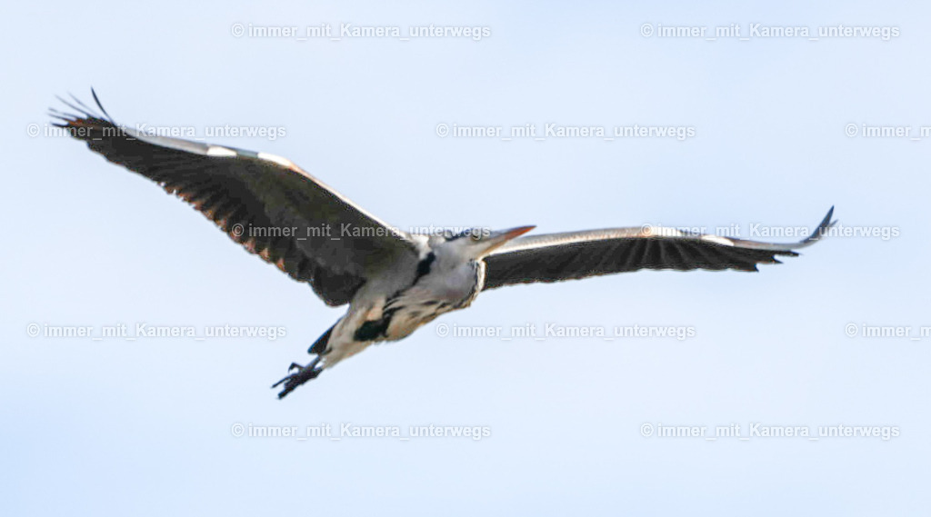 20240123121237_9I4A8657 | immer_mit_kamera_unterwegs