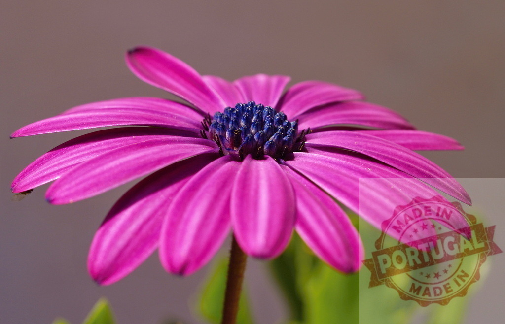 Purple african daisy flower blooming in a garden | Close-up of a vibrant purple african daisy with a contrasting blue center, capturing the beauty of nature in full bloom - Realized with Pictrs.com