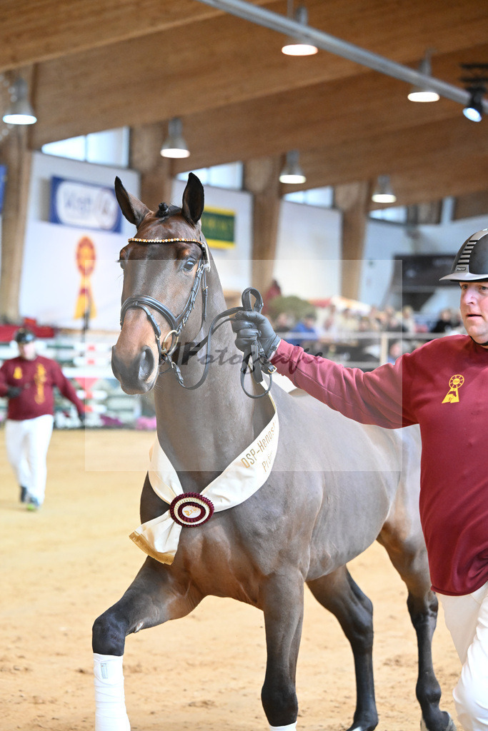 Kat-Nr. 32 Tangelo v d Zuuthoeve_Schlamminger GmbH_1231843 | hf-fotografie - Realizzato con Pictrs.com