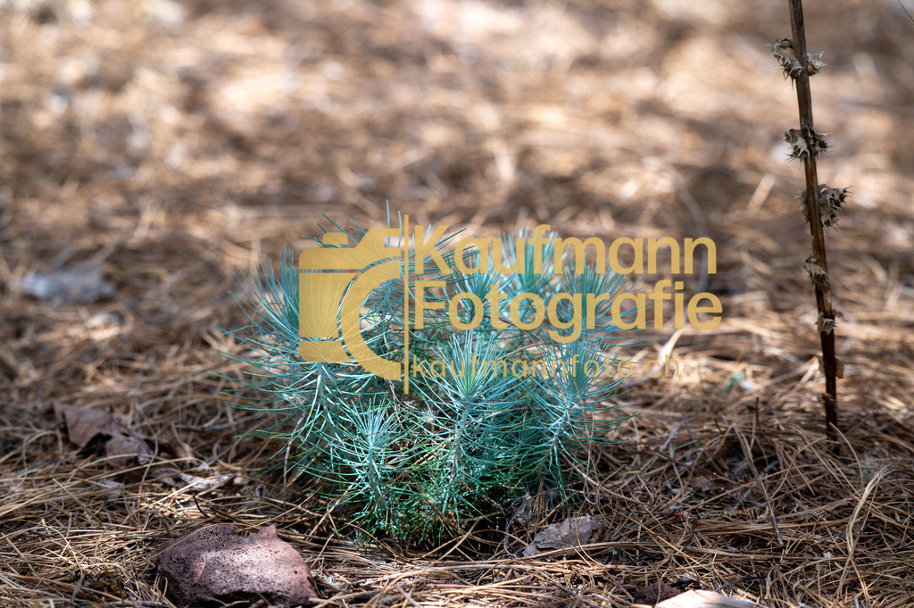 Teneriffe-8400 | kaufmannfoto - Realisiert mit Pictrs.com