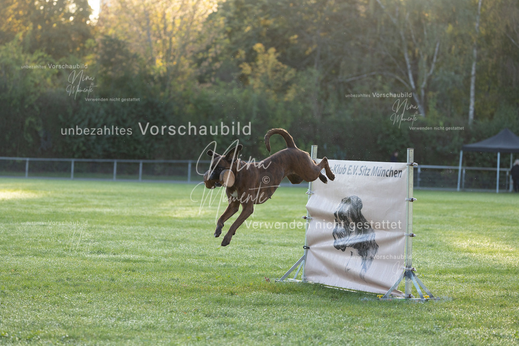 _16A6023 | Einzigartige Fotos von Hunden & Menschen –Actionfotos, Portraits, Vereinsaufnahmen & Paarshootings – authentisch, lebendig & mit Herz.