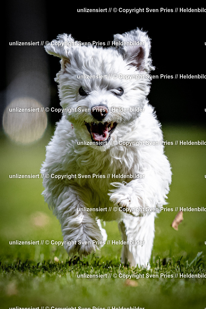 Sven Pries | 2025-10-03 - Hunderennen Obergrombach - Realisiert mit Pictrs.com