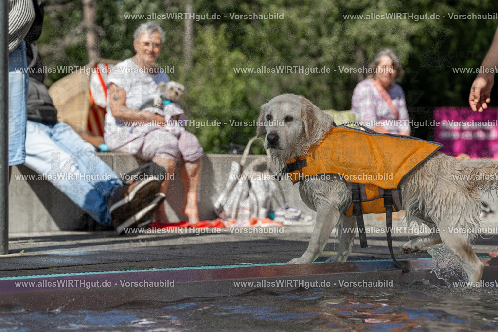 Hundeschwimmen_Volksbad_2026-allesWIRTHgut_Tierfotografie-2609061340-7R500881 | Professionelle Tierfotografie in Mönchengladbach von Daniel Wirth (allesWIRTHgut). Liebevolle & natürliche Bilder von Hunden & Katzen für unvergessliche Erinnerungen.
