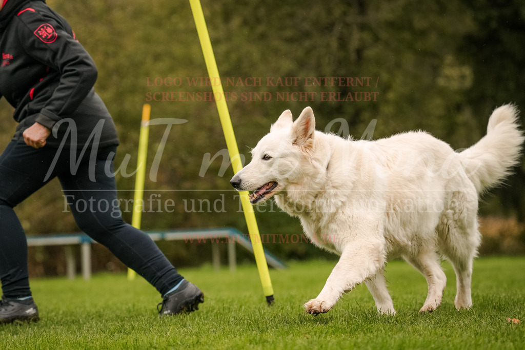 20251005_THS_Turnier-567 | MuT (Mensch und Tier) mit Mona - Fotografie und Tierkommunikation - Realisiert mit Pictrs.com