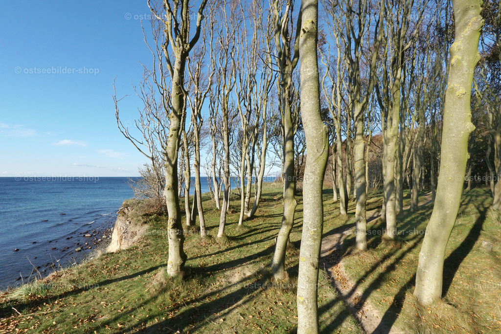 Schattenwurf im Uferwald  | Bäume eines kleinen Küstenwaldes am Steilufer werfen schmale, lange Schatten auf den Waldboden bei tief stehender Nachmittagssonne. Vom Ufer schaut man auf die stahlblaue Ostsee und mehrere Findlinge, die bei Niedrigstand aus dem Wasser herausragen.