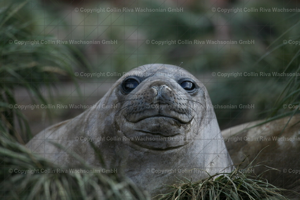 IMG_1743 | Antarktis / Antarctica - Realisiert mit Pictrs.com
