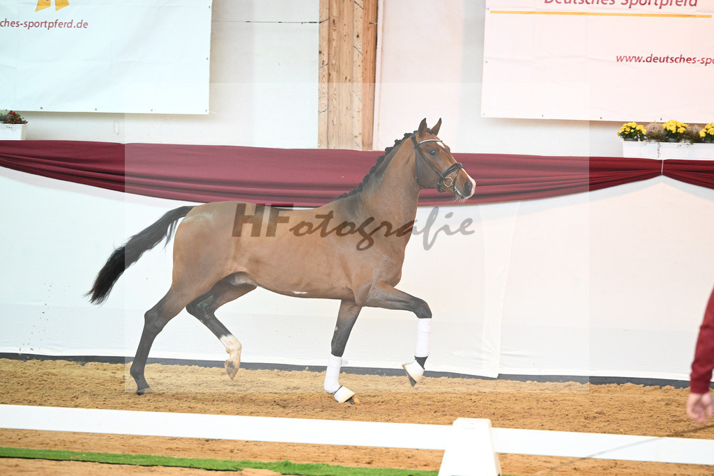 Kat-Nr. 23 v. Don Schufro_Raumanns_66220574 | hf-fotografie - Realisiert mit Pictrs.com