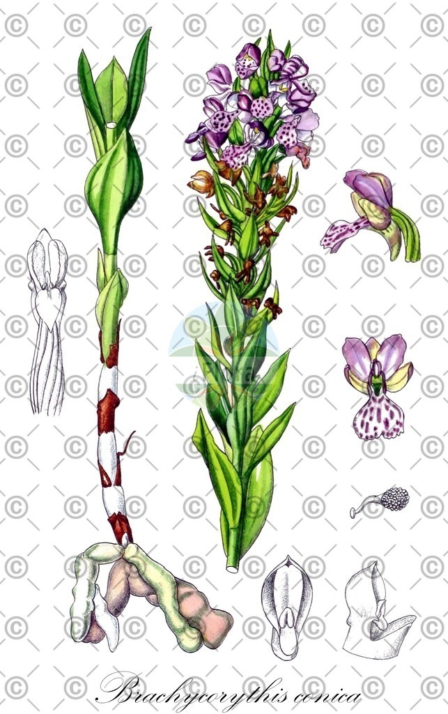 HistAbb_wfo-0000381877_1_ENZY_Simple | Historische Abbildung von Brachycorythis conica - Orchidaceae | Historical Illustration of Brachycorythis conica - Orchidaceae