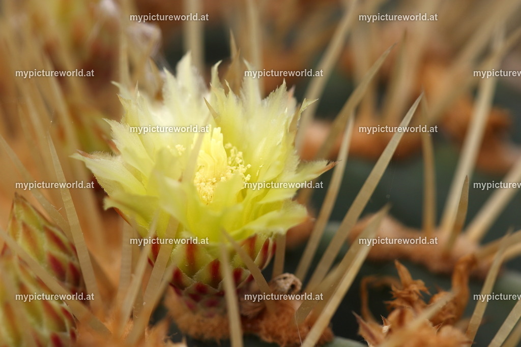 Ferocactus glaucescens-002 | Das Bilderarchiv über Tiere, Planzen und Landschaften. In der Bilddatenbank finden Sie ein große Auswahl an hochwertigen Bilder für Ihre Werbung - Realized with Pictrs.com