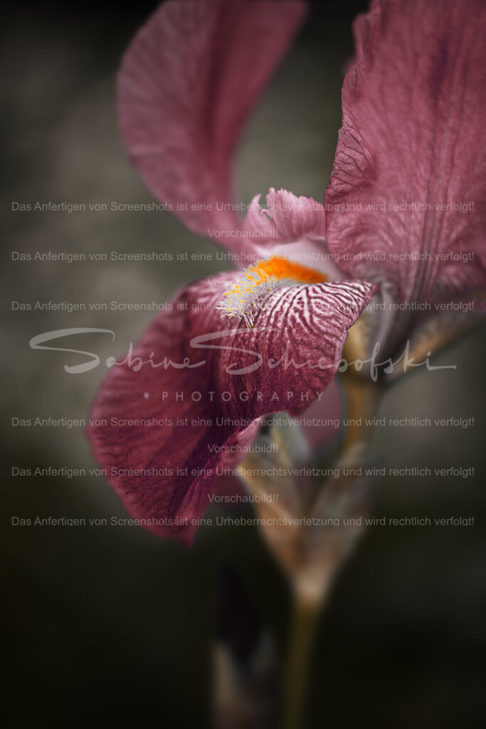 Moody Iris | Eine detailreiche Nahaufnahme einer wunderschönen Iris, getont in einem stimmungsvollen dunkelrot - Realisiert mit Pictrs.com