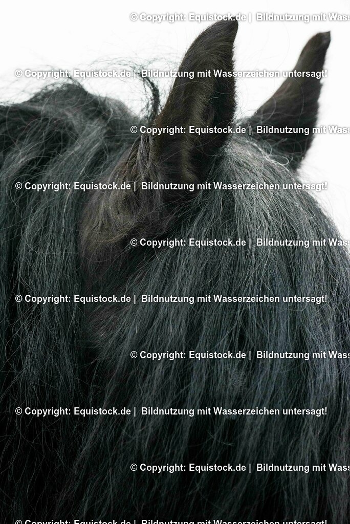 20150217_TOMsPiC_0017 | equistock