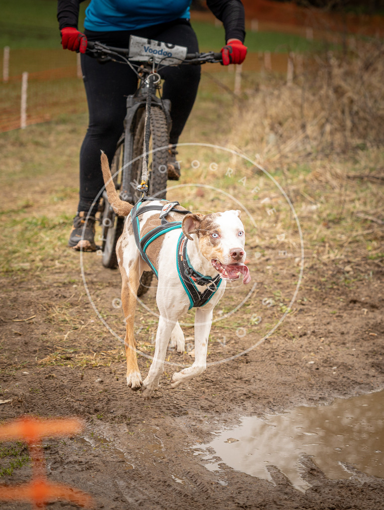 DV3A0842 | Hundefotografie, Tierfotograf, Pfotenfotografie, Fotoshooting Hund, Hunde Portrait, Hundesport, Hundeportraits, Heideshooting, Hunde, Sportfotograf, Hundefotograf, Turnierhundsport, THS,  - Realisiert mit Pictrs.com