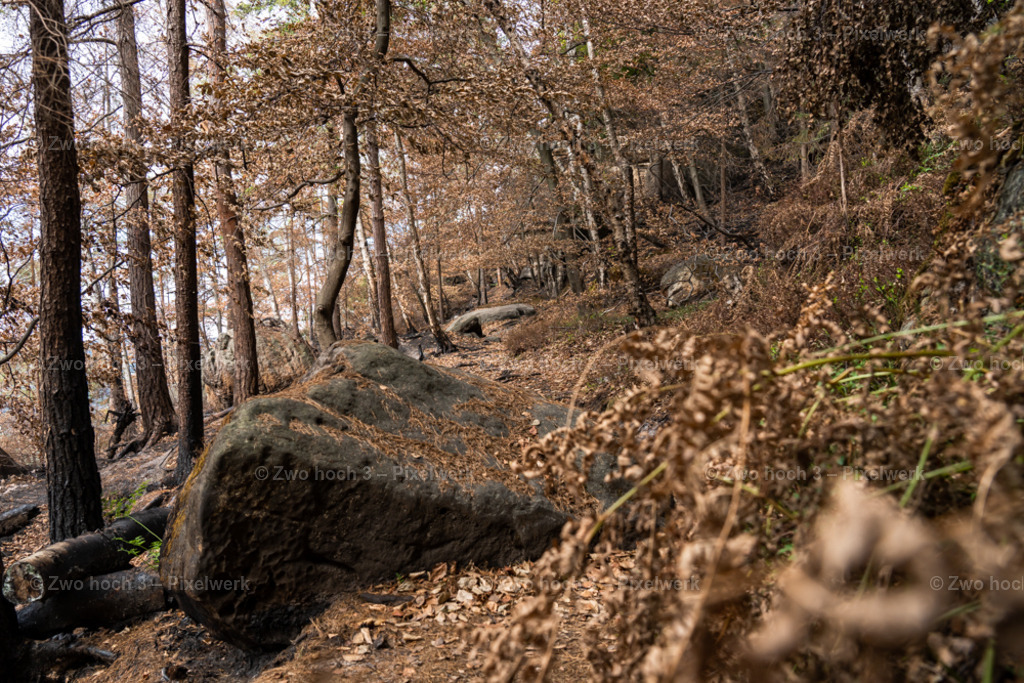 Obere_Affensteinpromenade_Felsblock_Wald_Waldbrand_Laub | 2022-09-02_Waldbrandgebiete_2 - Realisiert mit Pictrs.com