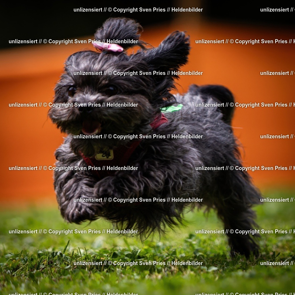 Sven Pries | 19. Allgemeines Hunderennen Karlsruhe Durlach - Realisiert mit Pictrs.com