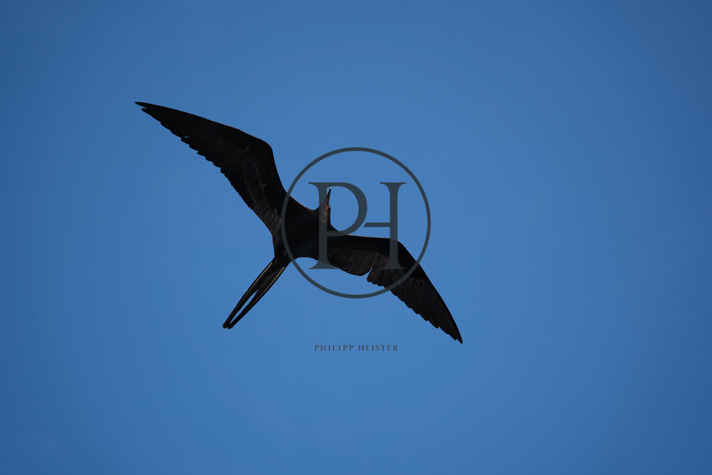 Galapagos2024-377 | Philipp-Heist - Realisiert mit Pictrs.com