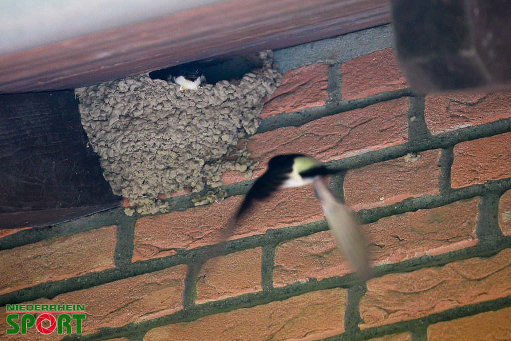 Mehlschwalben_bei_Otto11062025_006 | Bildergalerie von Sport-Ereignissen aber auch von weiteren spannenden Dingen - nicht nur vom Niederrhein. In Anlehnung an den bekannten Spruch von Hanns Dieter Hüsch heißt das Motto: "Niederrhein ist überall".  - Realisiert mit Pictrs.com
