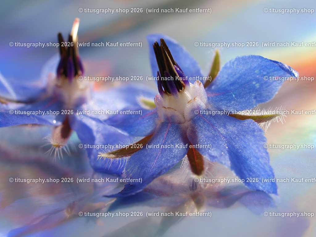 titusgraphy_P9281649-vz-ln | titusgraphy-shop: Geschenkideen mit Qualitätsfotos. titusgraphy-shop: gift ideas with quality photos. titusgraphy-shop: idées cadeaux avec photos de qualité.  - Realisiert mit Pictrs.com