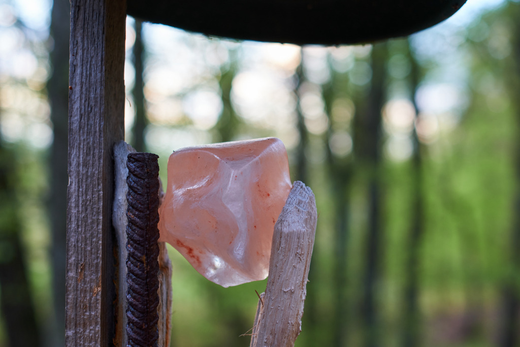 Salzleckstein im Wald | Burgenland, Austria - April 16, 2022: Salzleckstein im Wald. - Realisiert mit Pictrs.com