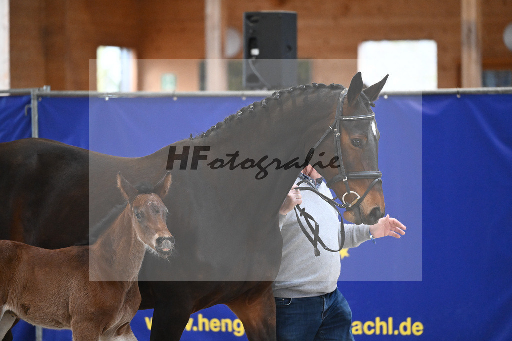 Fohlen v. Adzaro de L Abbaye B_Berger_7240557 | hf-fotografie - Realisiert mit Pictrs.com