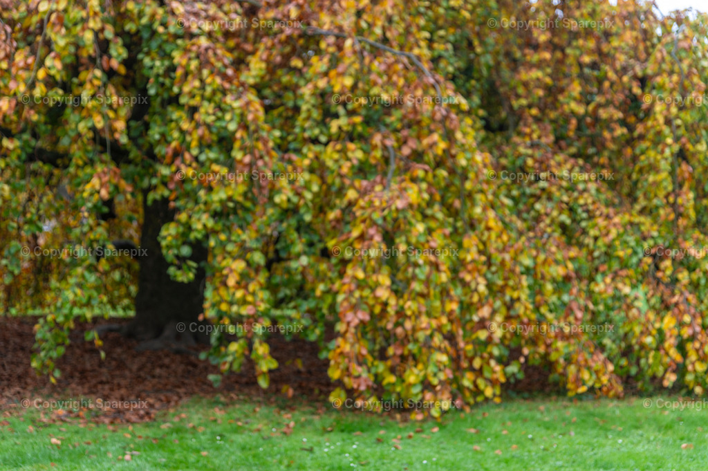 CRO_Autumn_Trees23_Bokeh | sparepix - Realisiert mit Pictrs.com