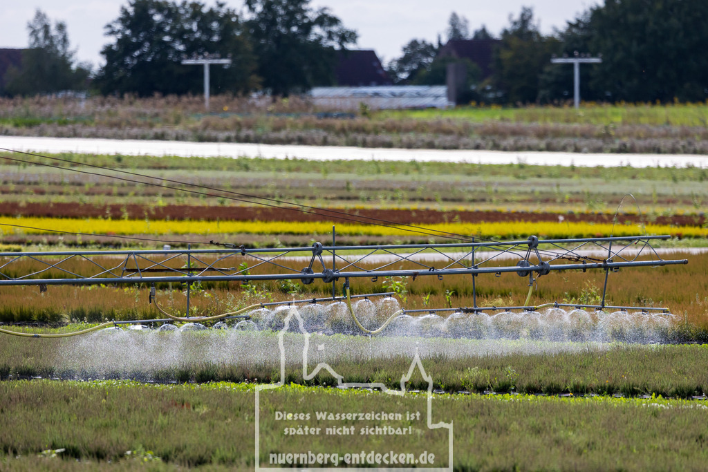 Knoblauchsland Nürnberg | Eine Bewässerungsanlage sprüht Wasser über Felder im Knoblauchsland, Nürnberg. Die laufende Diskussion um den Wassercent in Bayern betrifft auch Landwirte in dieser Region, da überlegt wird, ob sie künftig für die Bewässerung zahlen sollen. - Realisiert mit Pictrs.com