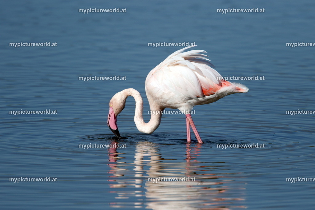 Rosaflamingo-059 | Das Bilderarchiv über Tiere, Planzen und Landschaften. In der Bilddatenbank finden Sie ein große Auswahl an hochwertigen Bilder für Ihre Werbung - Realized with Pictrs.com