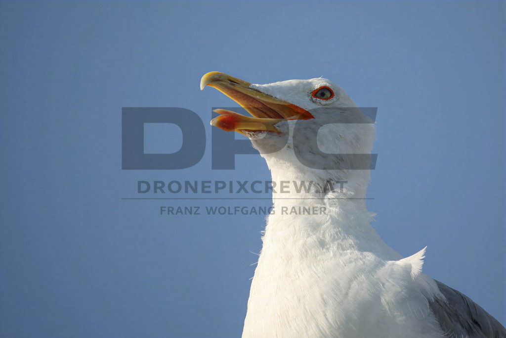 Yellow-legged Gull (Larus michahellis) | Yellow-legged Gull (Larus michahellis), a large gull species commonly found along Mediterranean coasts, rocky shorelines, harbours and coastal areas. - Realisiert mit Pictrs.com