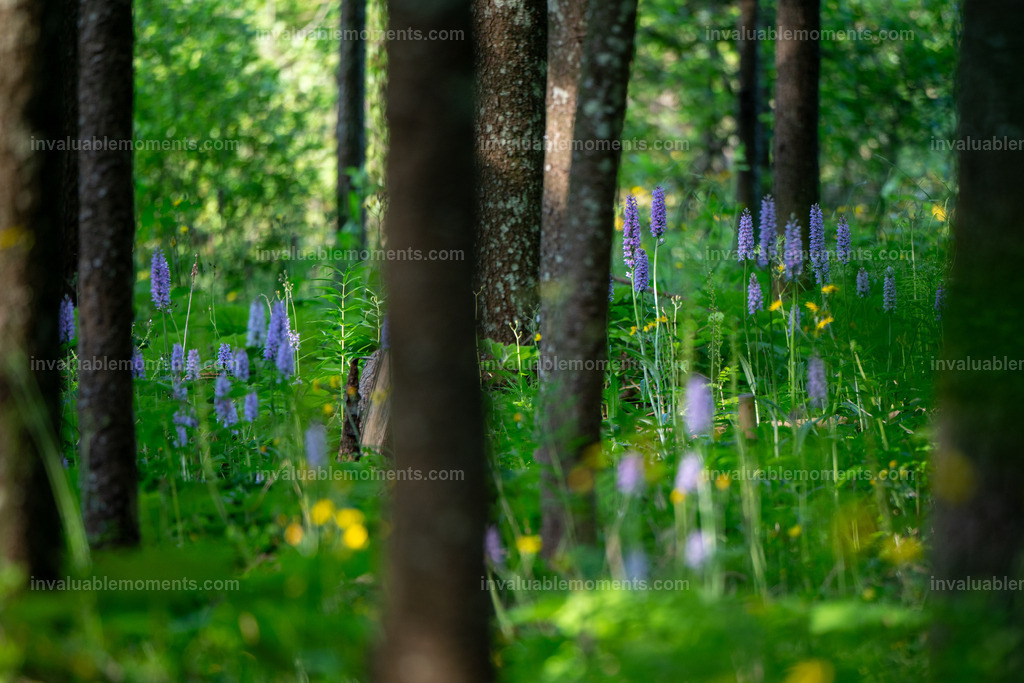 DJ0_0143 | invaluablemoments.com - Realisiert mit Pictrs.com