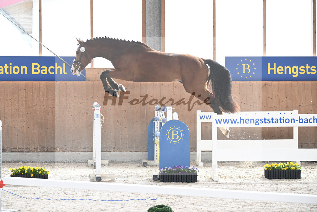Kat-Nr. 18 Agathus de la Ceur v. Asterix de Couleur_Hoffmeister_5250117 | hf-fotografie - Realisiert mit Pictrs.com
