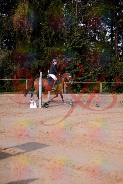 2026_10_03_Siefer-Hof_145626_Z81_37315808 | Professionelle Reitsport-, Turnier- und Eventfotografie von Robert Broda. Galerien mit ausgewählten und bearbeiteten Bildern direkt online ansehen und bestellen.