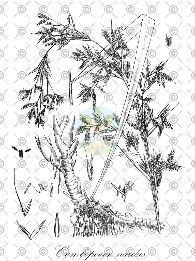 HistAbb_wfo-0000632718_1_ENZY_Simple | Historische Abbildung von Cymbopogon nardus - Poaceae (Citronellöl) | Historical Illustration of Cymbopogon nardus - Poaceae (citronella grass)