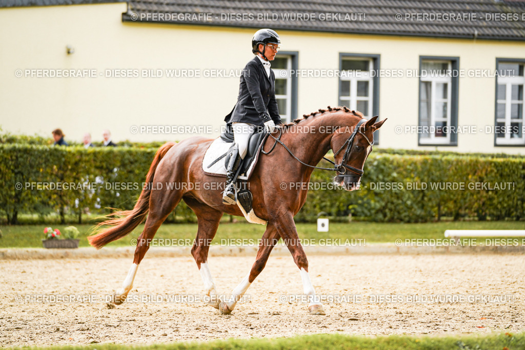 DSC01648 | Pferdegrafie