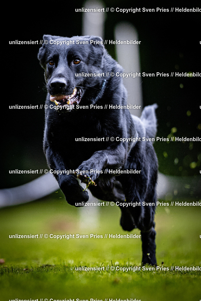 Sven Pries | 2025-10-03 - Hunderennen Obergrombach - Realisiert mit Pictrs.com