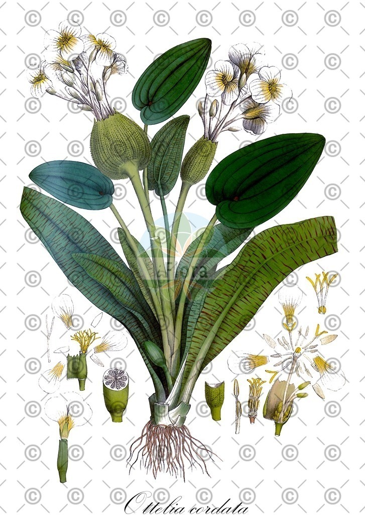 HistAbb_wfo-0000748089_1_ENZY_Simple | Historische Abbildung von Ottelia cordata - Hydrocharitaceae | Historical Illustration of Ottelia cordata - Hydrocharitaceae