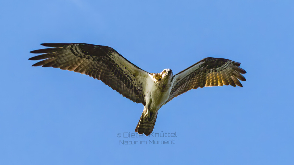 P1637028-Bearbeitet-2023-LR | Natur im Moment - Realisiert mit Pictrs.com