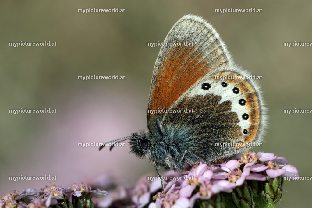 Coenonympha gardetta-005 | Das Bilderarchiv über Tiere, Planzen und Landschaften. In der Bilddatenbank finden Sie ein große Auswahl an hochwertigen Bilder für Ihre Werbung - Realisiert mit Pictrs.com