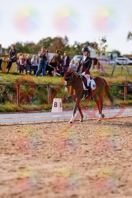 2026_10_03_Siefer-Hof_133123_Z81_85000641 | Professionelle Reitsport-, Turnier- und Eventfotografie von Robert Broda. Galerien mit ausgewählten und bearbeiteten Bildern direkt online ansehen und bestellen.