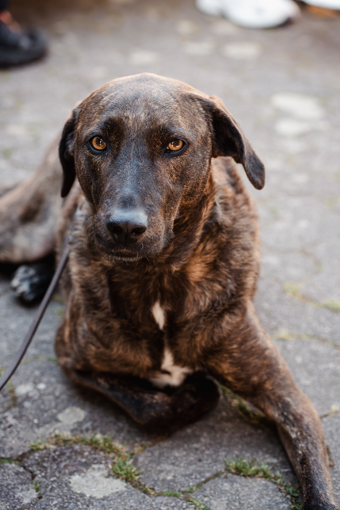 20260426-185 | MuT (Mensch und Tier) mit Mona - Fotografie und Tierkommunikation - Realisiert mit Pictrs.com