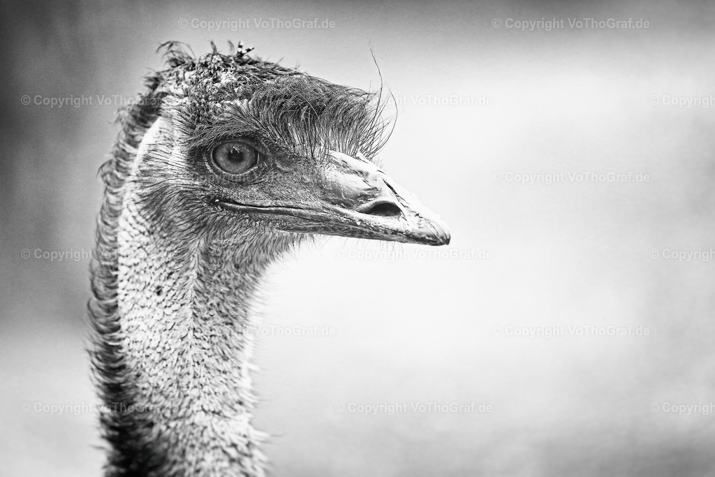2013-07-13 - 5038 | Portrait, Fotograf, Berlin, Umkreis, Region, Menschen, Studio, Tierfotografie, Kopfkino, Studiofotografie, Outdoor, Homestory, Katzen, Hund, Hunde, Katze, Gravurarbeiten, kreativ, - Realisiert mit Pictrs.com