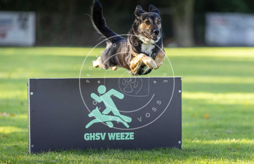 Pfotenfotografie.de_DV3A3590 | Hundefotografie, Tierfotograf, Pfotenfotografie, Fotoshooting Hund, Hunde Portrait, Hundesport, Hundeportraits, Heideshooting, Hunde, Sportfotograf, Hundefotograf, Turnierhundsport, THS, canicross - Realisiert mit Pictrs.com
