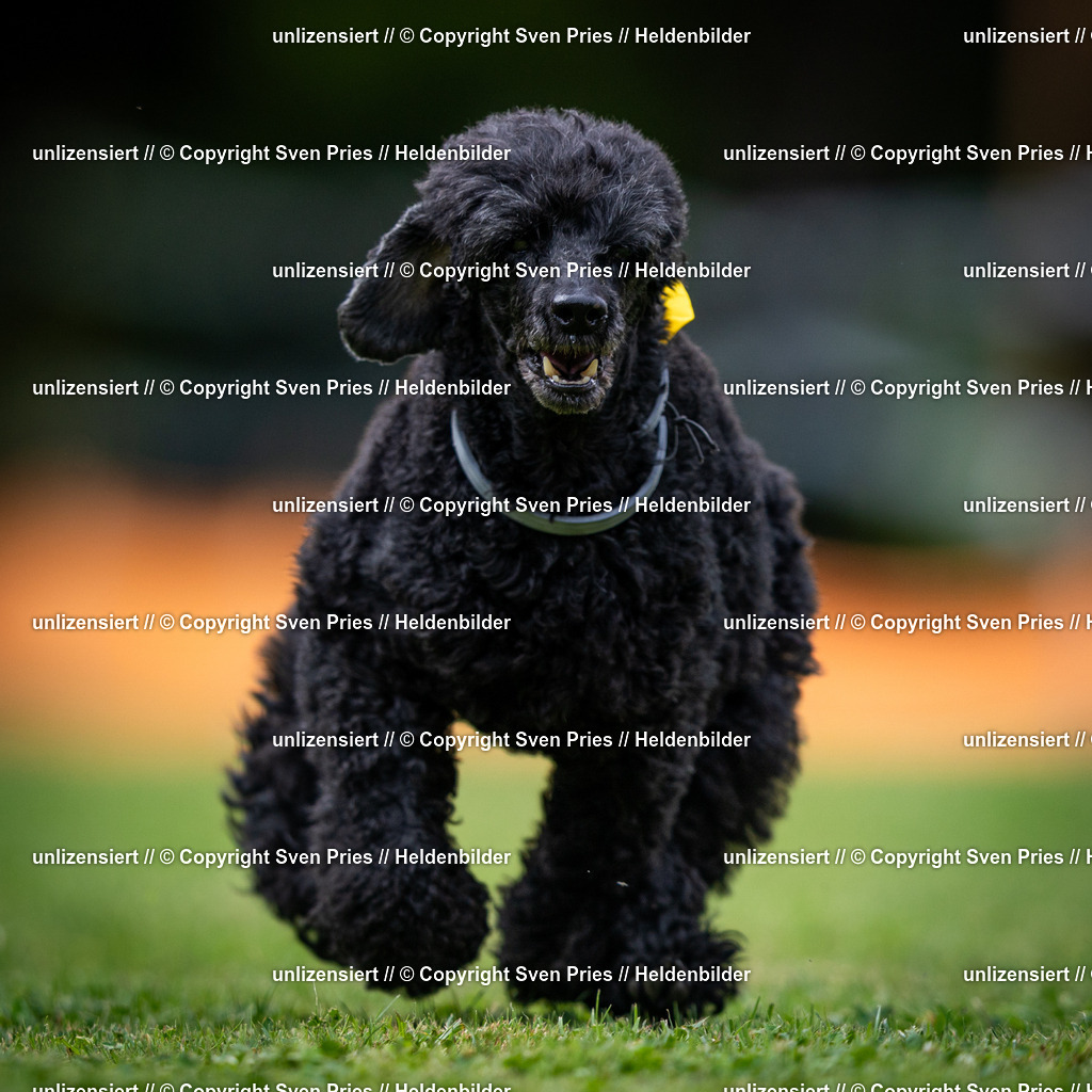 Sven Pries | 19. Allgemeines Hunderennen Karlsruhe Durlach - Realisiert mit Pictrs.com