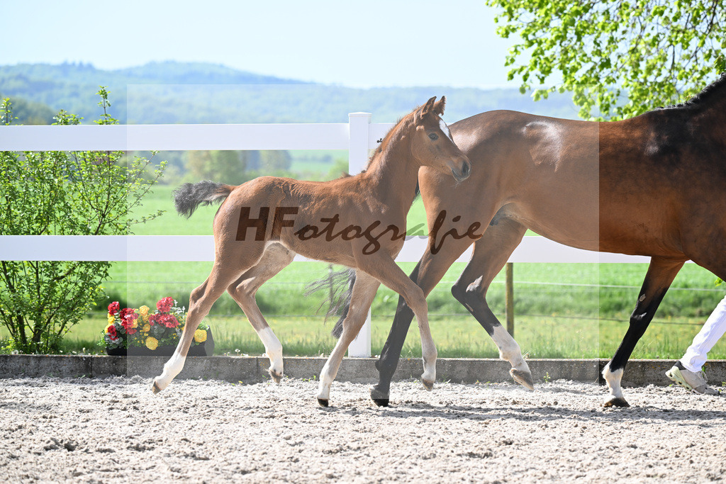 Kat-Nr. 10 SF Just Diamond x Dimaggio_von Unger_23260285 | hf-fotografie - Realisiert mit Pictrs.com
