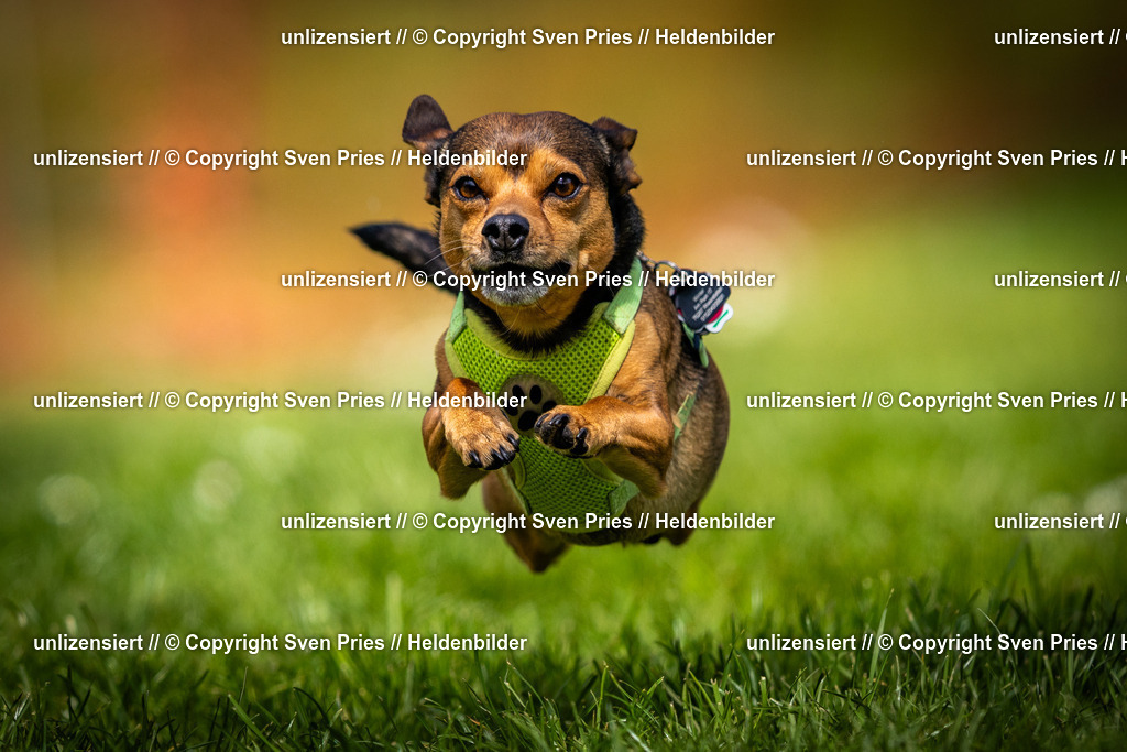 Sven Pries | 2025-04-13 - Hunderennen Baden-Baden - Realisiert mit Pictrs.com