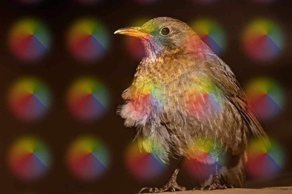 1M5A2650 | FineArtPrint, Hahnemühle, FeeGalerie, Fee Galerie, Fotokunst, Fotografie, Canonphotography, Bergfoto, Matterhorn, Rimpfischhorn, Allalinhorn, Saas-Fee, Wallis, Valais, Switzerland, Bergfotografie