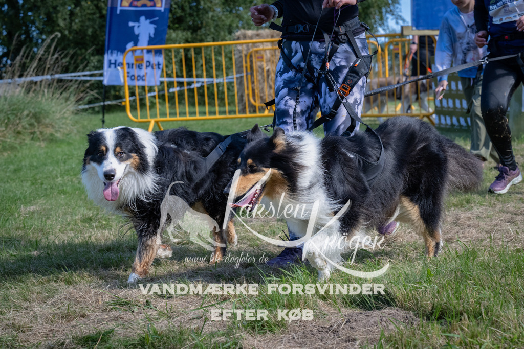 1037_ZZ98912 | kk-dogfotos